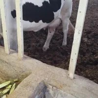 گاو زائیده|حیوانات مزرعه|هامون, |دیوار