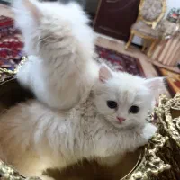 واگذاری گربه