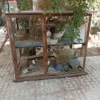 قفس.|لوازم جانبی حیوانات|یزد, |دیوار