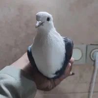 کفتر کل سفید یا کربلایی مهر فروش و معاوضه