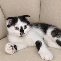 اسکاتیش نر