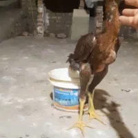 جوجه لاری