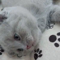 بچه گربه های اصیل