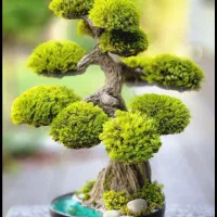 بنسای جاودانه بهترین کادو برای بهترینها