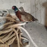 مرغ و خروس آمریکایی