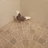 کفتر نقش|پرنده|نائین, |دیوار