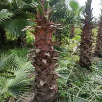 فروش تعداد 500 اصله درخت پالم واشنگتن|خدمات باغبانی و درختکاری|سرخرود, |دیوار