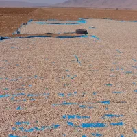 تخمه هندوانه تازه برداشت امسال