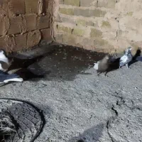 گرفتنی|پرنده|سبزوار, کهنه آب|دیوار