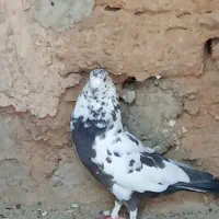 کقتر