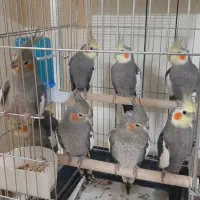 عروس هلندی|پرنده|قم, سعادتی|دیوار