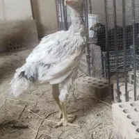 تخم مرغ لاری اصل|حیوانات مزرعه|گنبد کاووس, |دیوار