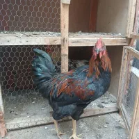 مرغ و خروس|حیوانات مزرعه|صوفیان, |دیوار