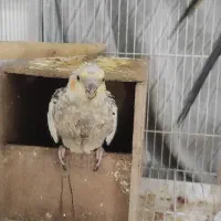 عروس هلندی با همه وسایل|پرنده|پاکدشت, شهرک امام رضا|دیوار