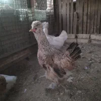 مرغ کاکلی پاپر زینتی