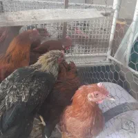 خروس|حیوانات مزرعه|اصفهان, آفاران|دیوار