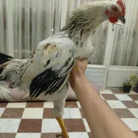 خروس 4ماهه سفید