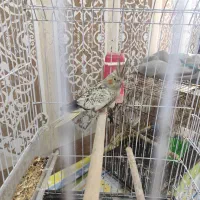 عروس هلندی|پرنده|خرمشهر, |دیوار