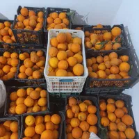 پرتقال تامسون