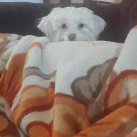 گمشده|حیوانات|تهران, نعمت‌آباد|دیوار