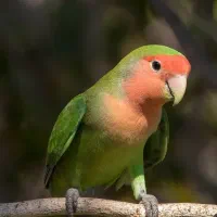 سرپرستی قبول میکنم|حیوانات|قم, ولیعصر|دیوار