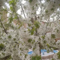 سیمکارت صفر مخابرات