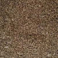 گندم پیشگام کیلویی ۵۰ هزار تومان