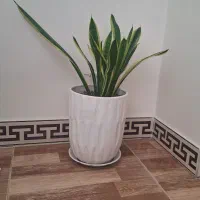 گل سانسوریا