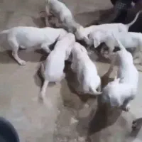 8 عدد توله داگو آرژانتینی اصل