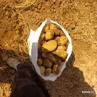 فروش سیب زمینی عمده