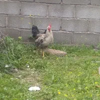 خروس و جوجه خروی محلی در جم
