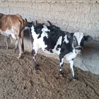 گاو و گوساله