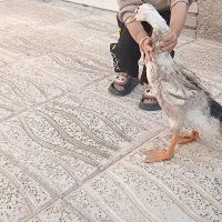 اردک