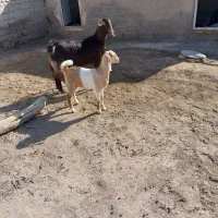 بززاییده مری هیکلی