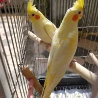 گرینچیک..عروس هلندی