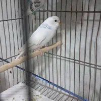 پرنده فروشی چیکو|پرنده|قیدار, |دیوار