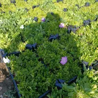 فروش نشا جعبه ای|گل و گیاه طبیعی|محلات, |دیوار