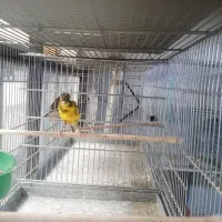 تعدادی قناری نر بخون|پرنده|فردیس, شهرک شهید حسینی|دیوار