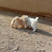 سگ پا کوتاه