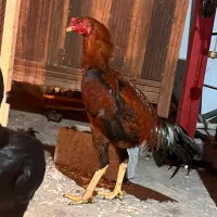 خروس لاری ۷ماهه