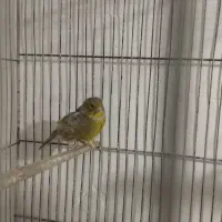 قناری شتری ماده آماده