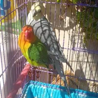 فروش یک عروس هلندی و یک طوطی برزیلی