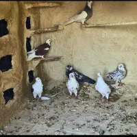 کفتر درج یک  تقدیم به عشق بازه ها|پرنده|رودشت (چهارمحال و بختیاری), |دیوار