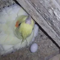 عروس هلندی جفت