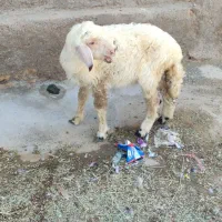 یک بره ماده بروجردی18کیلویی سالم علف خور