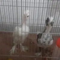 دوعدد جوجه بسیار زیبا و سلامت