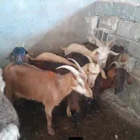 گوسفند‌ زنده.‌۳عدد‌بزسانان‌ ابستن‌و‌بره‌ برای‌حجاج
