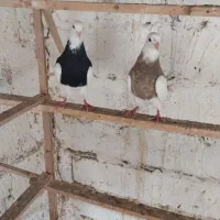کبوتر طوقی|پرنده|رشت, ساغری سازان|دیوار