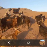 بز و بزغاله