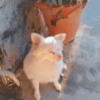 سگ پامر اشپیتز